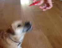 Dog red fidget spinner