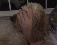 massaging white dog head