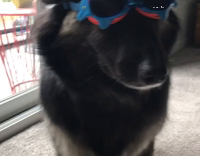 Dog wears swimming googles 