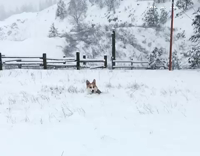 Corgi running through snow with brown dog