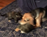 Kitten vs dog with new toy 