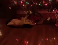 Dog Lying on Back Pawing at Christmas Tree Ornament
