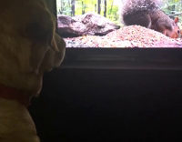 dog stares at tv squirrel 