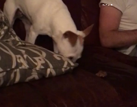 dog rubbing nose against pillow
