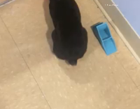 Bunny on linoleum pushes around little orange basketball