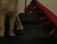 Golden retriever pulls red blanket black couch