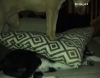 Collab AnimalsDT - Brown Dog Covering Black Dog With Pillow