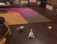 White bird playing with toy mouse