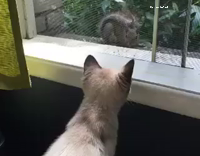 cat scared nu squirrel in window