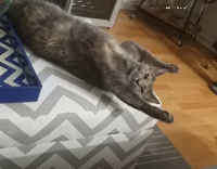 Dark grey cat laying arms open