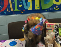 dog celebrating birthday while eating birthday cake
