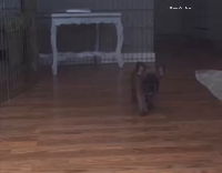 puppy licking and trying to bite screen door