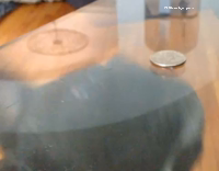 Black frenchie licks coin glass table