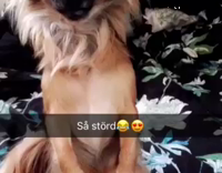 dog sitting on hind legs