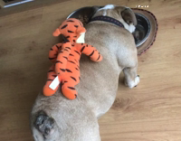 Collab Animals Dt - Bulldog with Tigger doll on its back