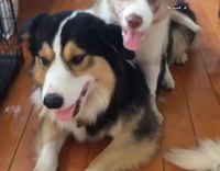 dog on top of other dog  and then falling
