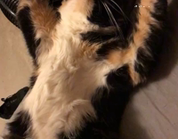 Cat stretches out on couch