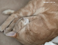 Orange Tabby Gets Adopted