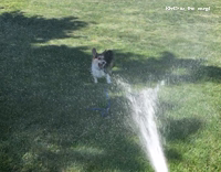 corgi tries to drink hose water