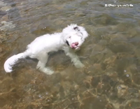 white dog swims in lake eats treats
