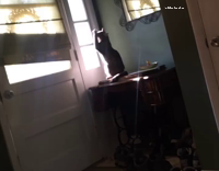 Grey Striped Cat Clapping Hands Together In Sunlight