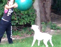 Collab AnimalsDT - white dog running after ball and gets flipped over by it
