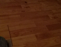 dog trying to step on bug on the ground