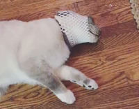 Collab AnimalsDT - Cat Not Being Able To Take Net Of Its Head