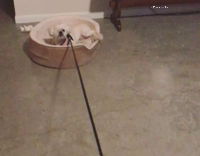 Dog dragged by leash in bed