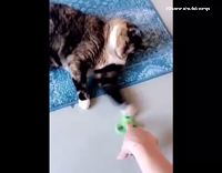 The Best Fails Cat Goes Crazy Fidget Spinner/ Signature Question 
