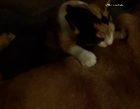 cat massages brown dog