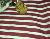 Hedgehog loves peanut butter 