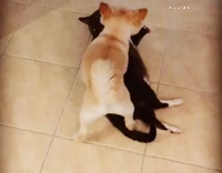 dog messing  with cat 