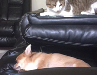 Cat hits dog out of spite 
