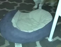 Corgi Jumps Into Purple Pillow