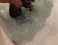Brown Cat Tries To Escape Bath In Slowmo While Owner Laughs