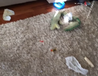 dog leaves trash trail