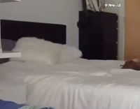 White Cat Running Through Bedroom Jumps on Table and Knocks Over Orchid 