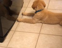 Labrador Puppy Paws At Silver Freezer