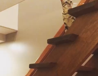 Cat high fives guy walking by 