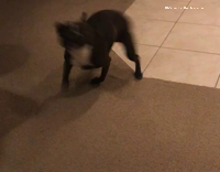 Black Dog Spins Around On Carpet