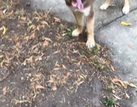 dog trying to bite basketball 