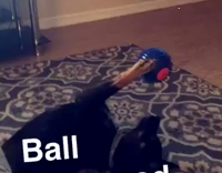 Collab AnimalsDT - Black Dog Playing With Ball And Holding It