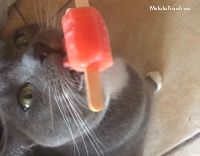 cat licks red popsicle 