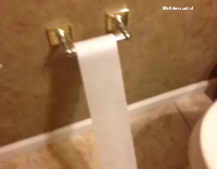 dog dragging toiletpaper across living room