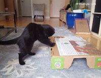 Black cat playing with white cat under tomato box