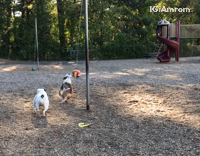 Dogs play tether ball on playground