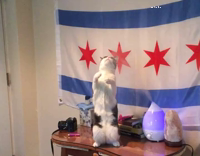 cat trying to catch mist