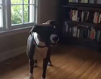 Dog is afraid of walkie talkie 