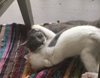 White and grey cat fight cuddle on rainbow blanket
